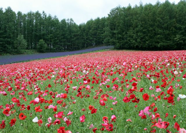 Farm Tomita